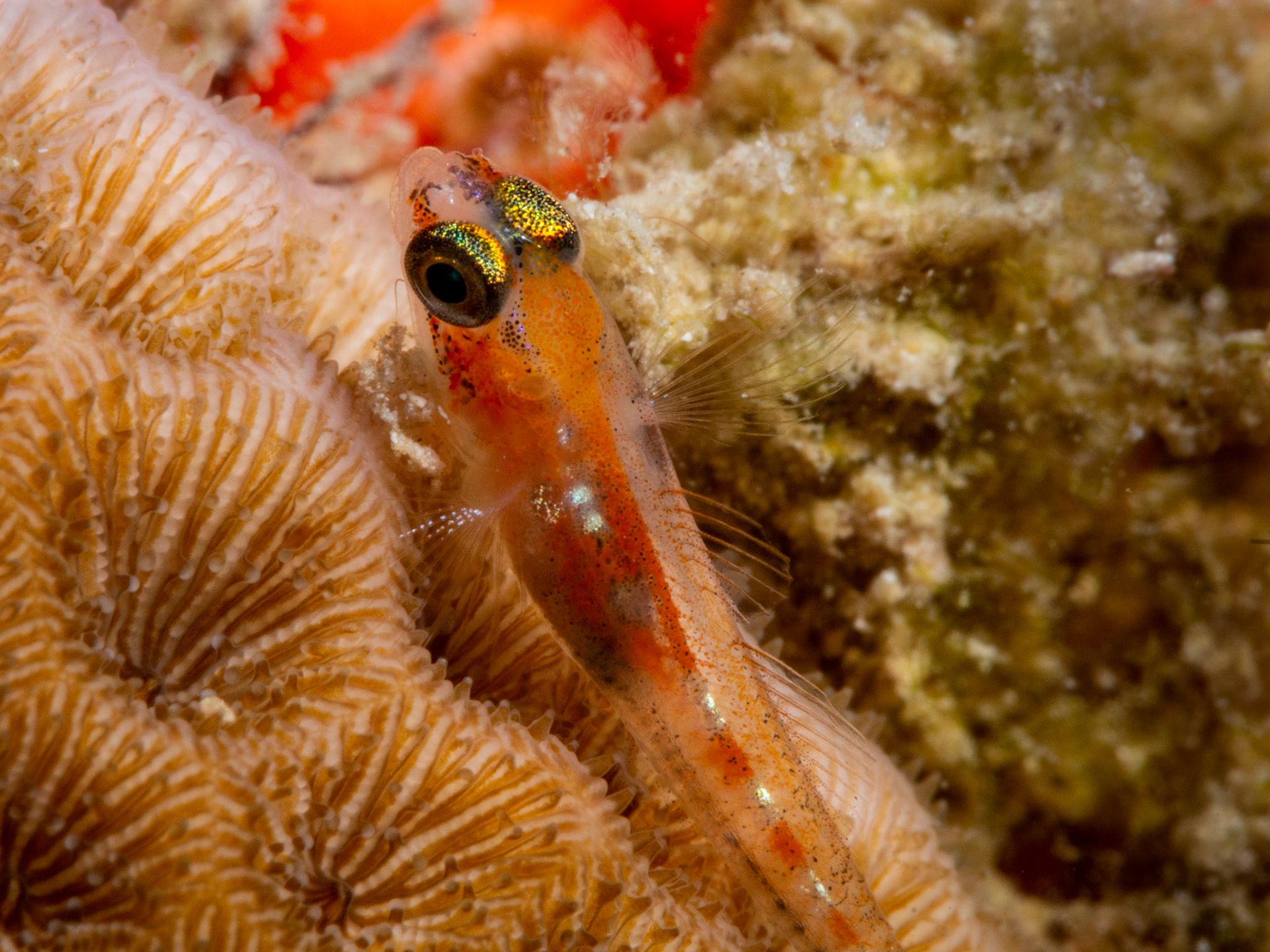 Masked Goby