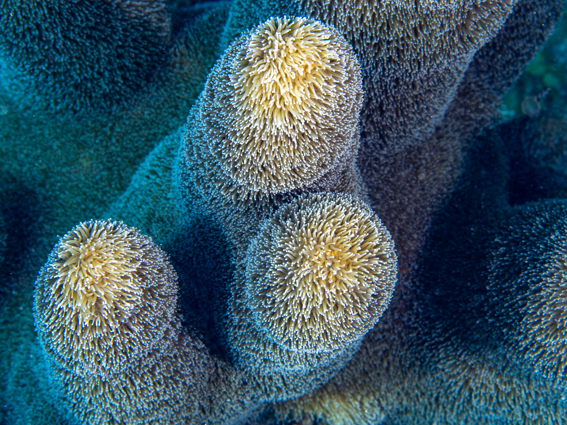 Pillar Coral