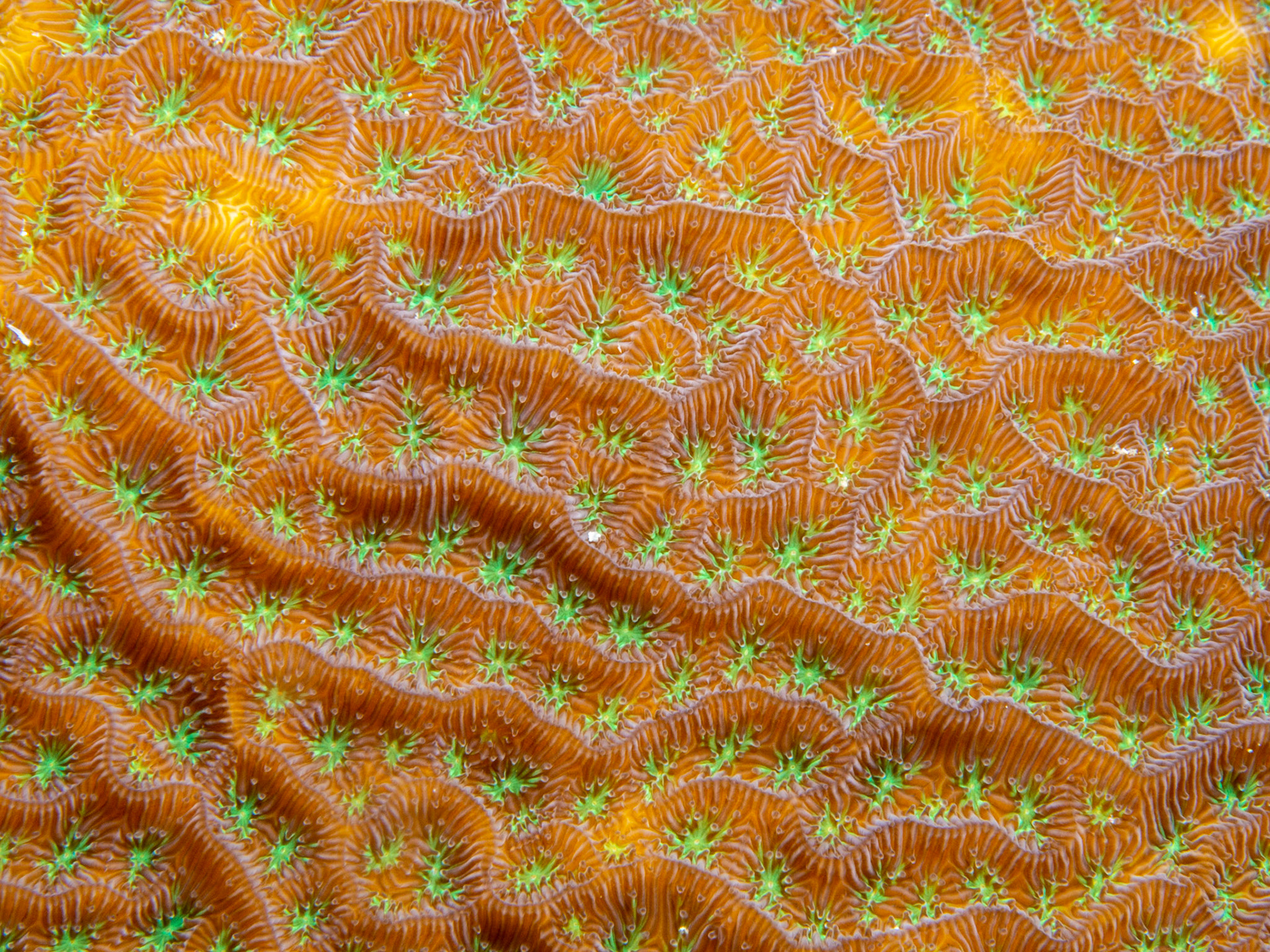 Plate Coral