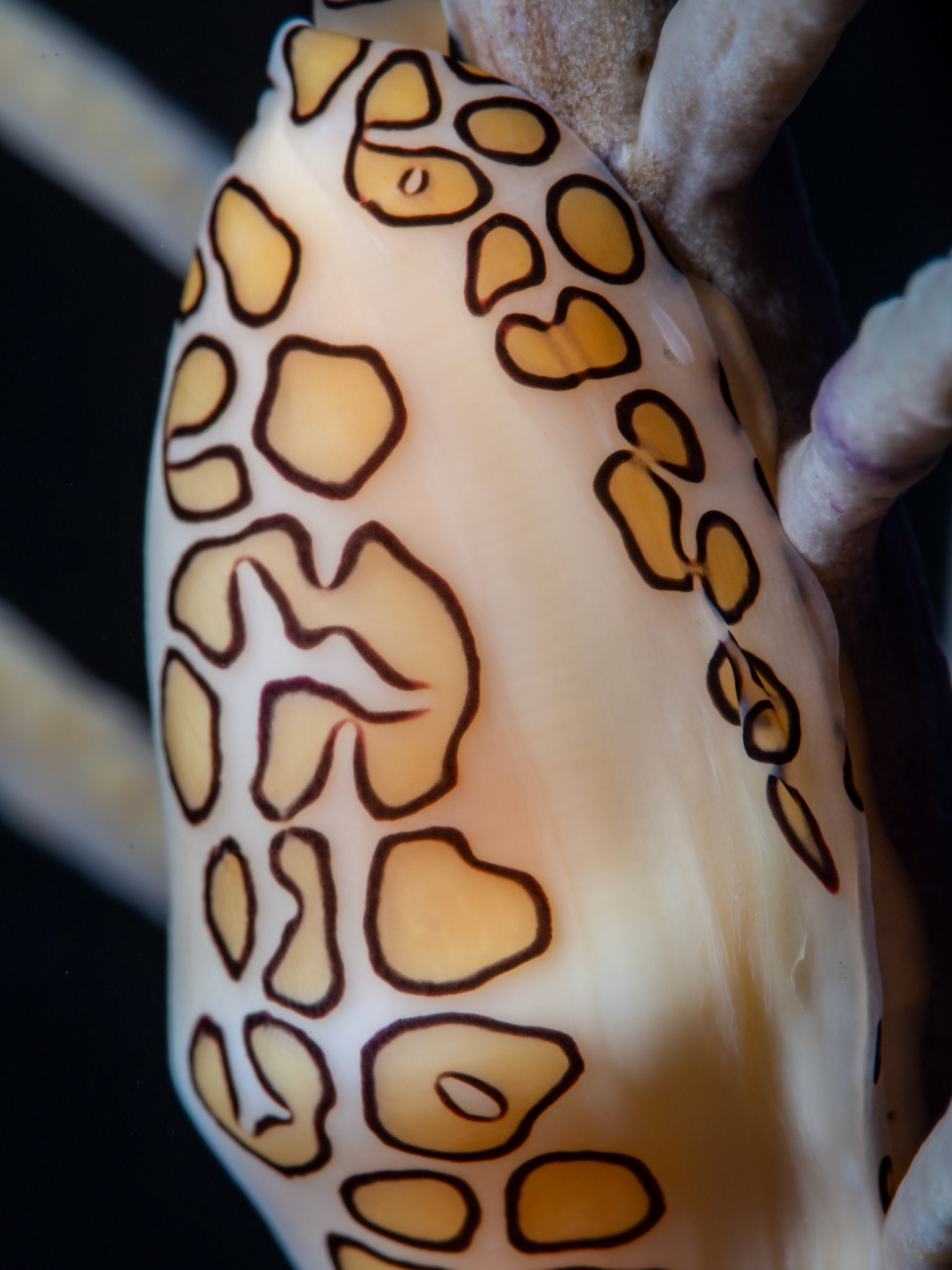 Flamingo Tongue