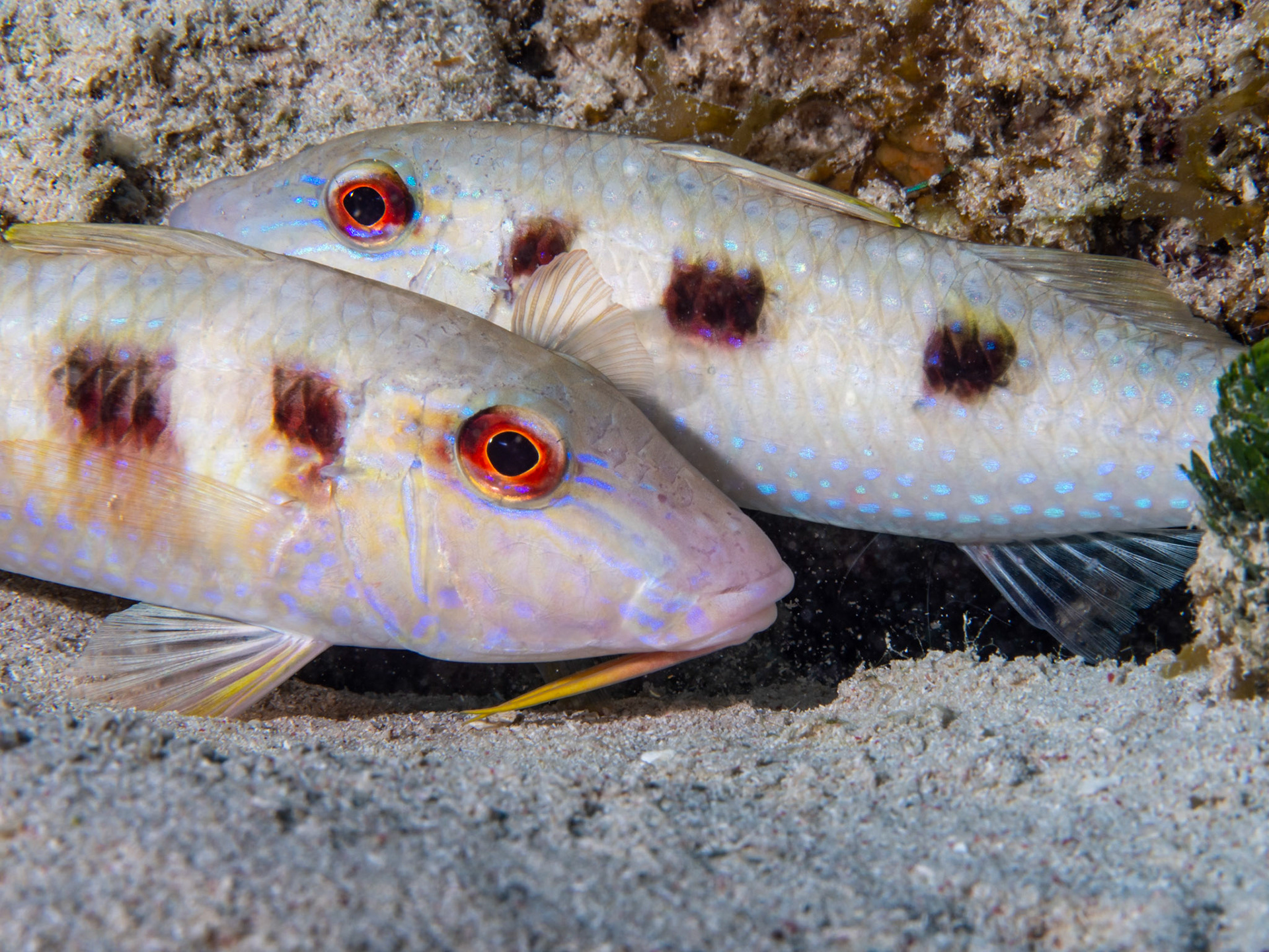 Goatfish