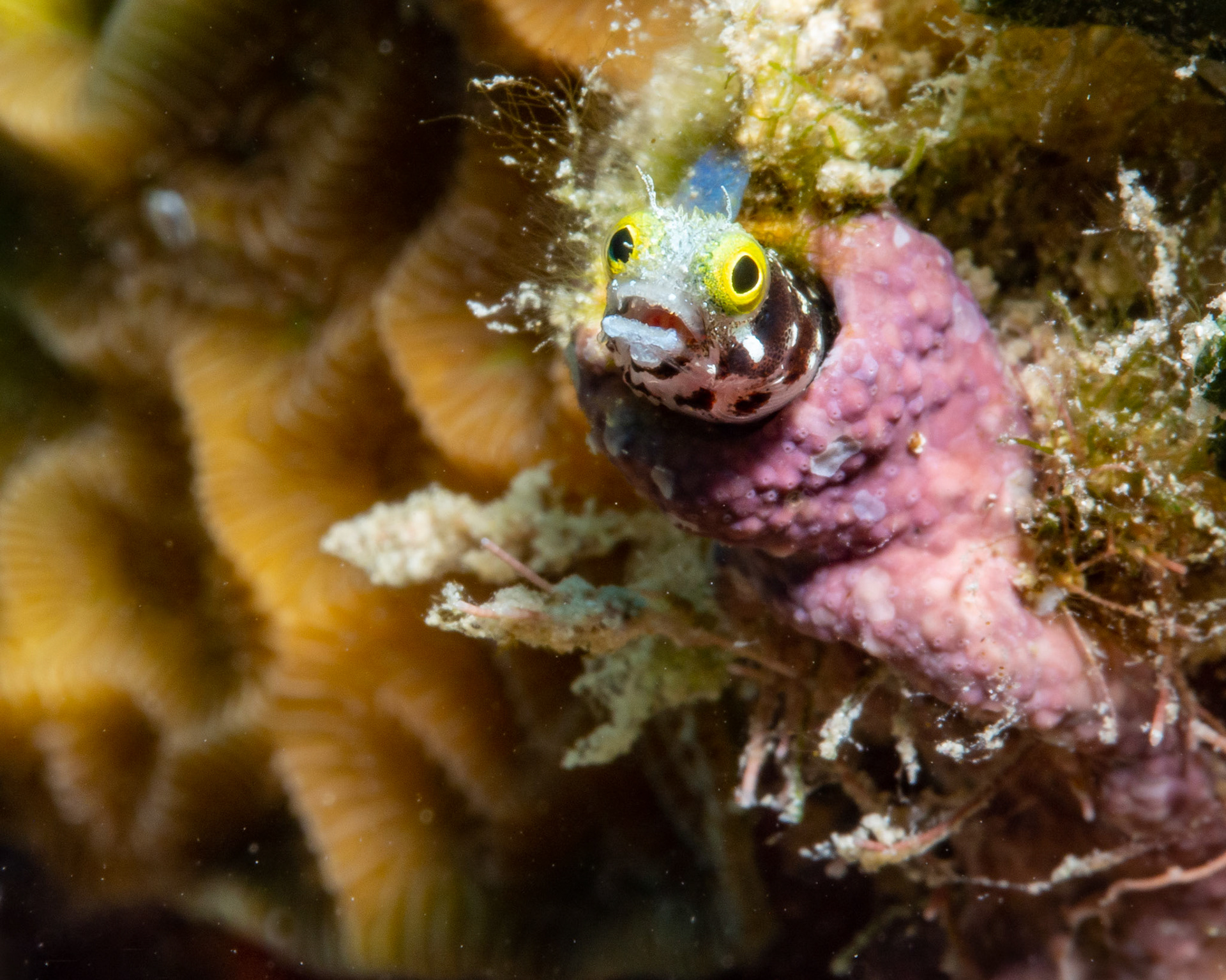 Spiny Head Blenny