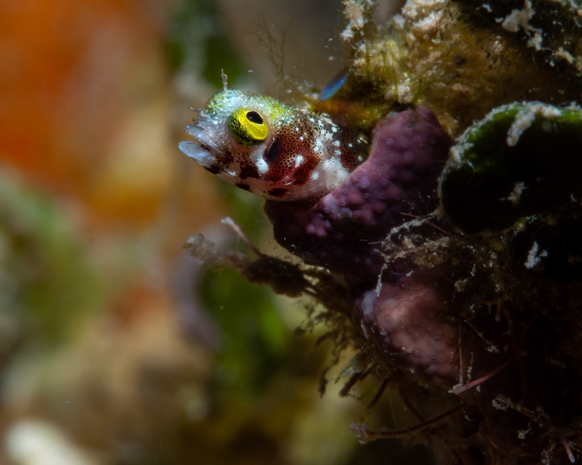 Spiny Head Blenny