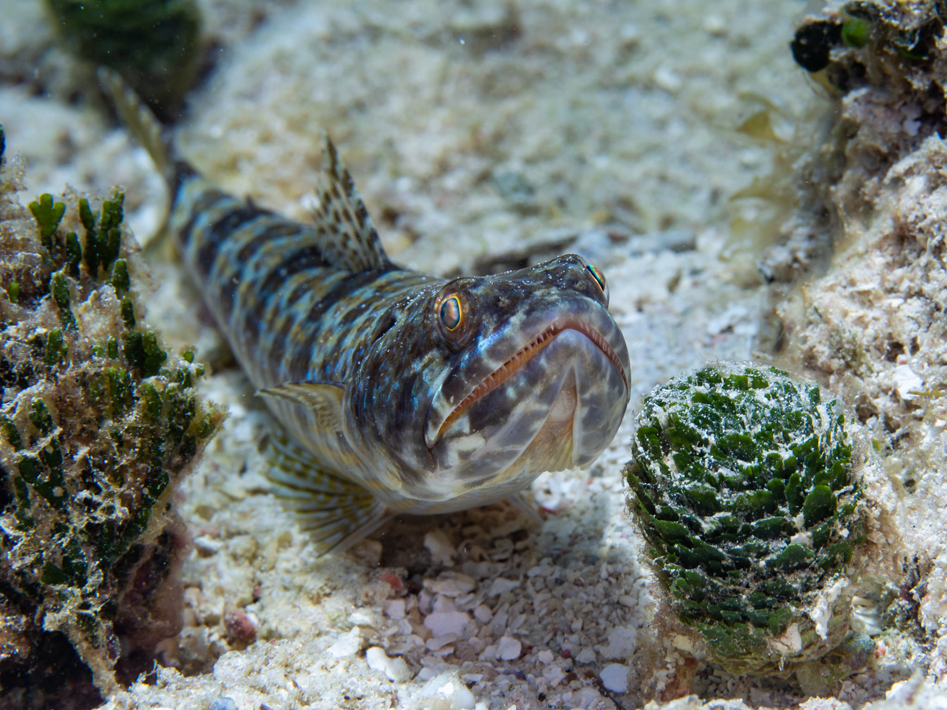 Bluestripe Lizardfish