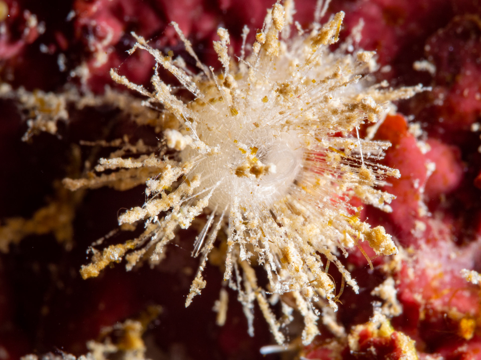 Spiny Ball Sponge