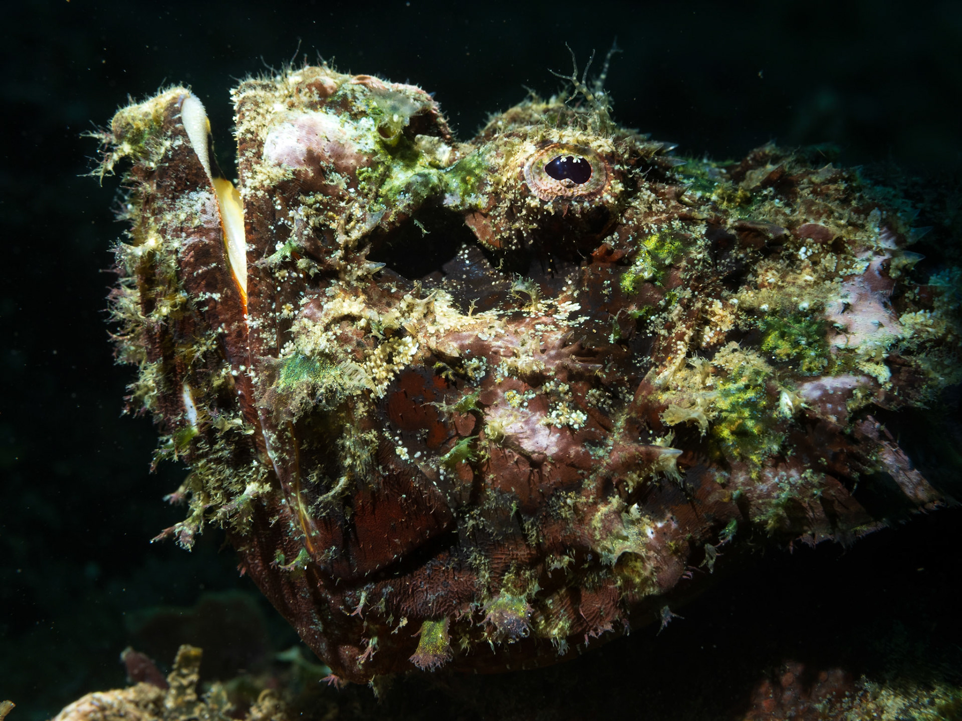 stonefish?
