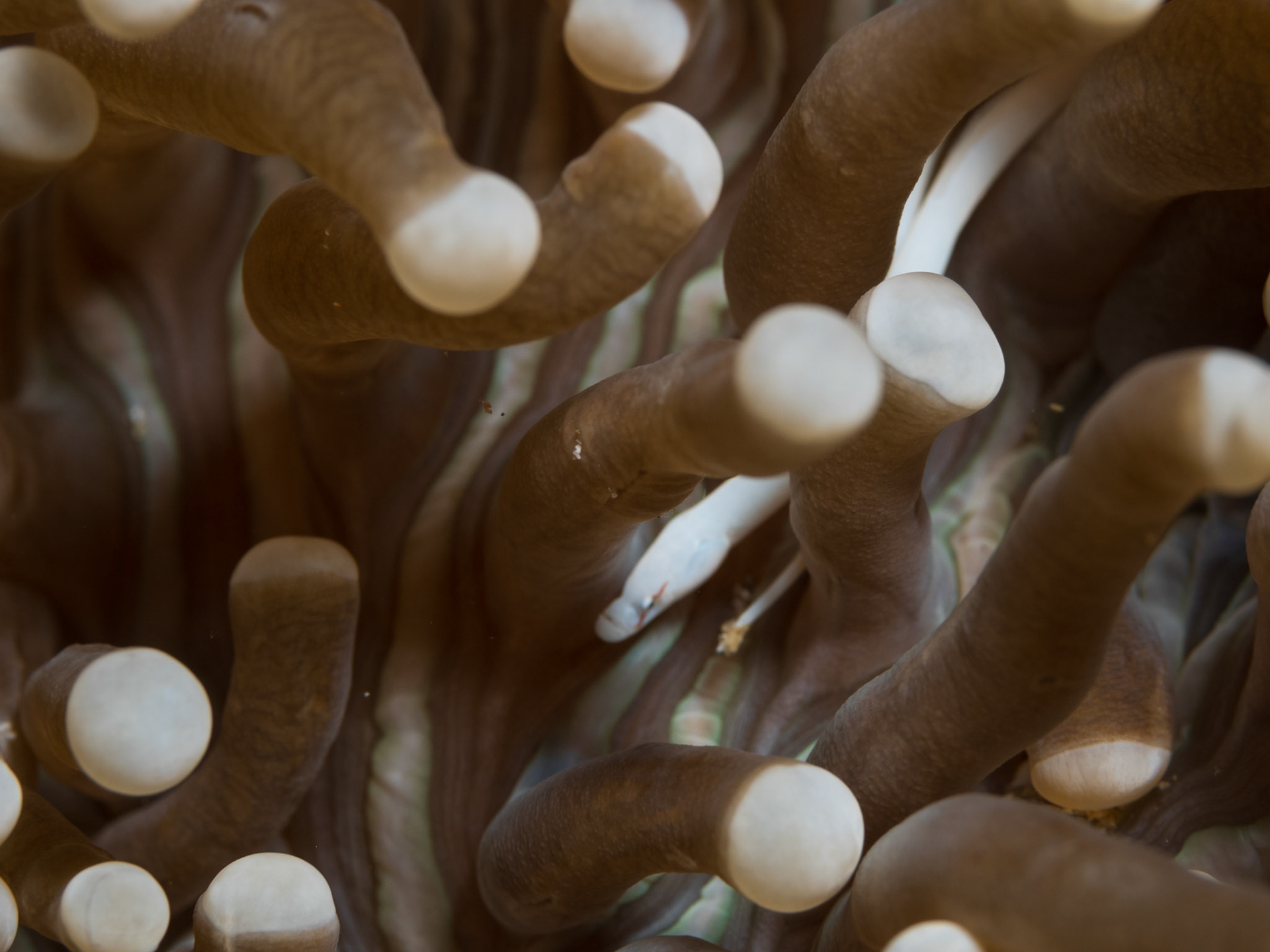 mushroom coral pipefish