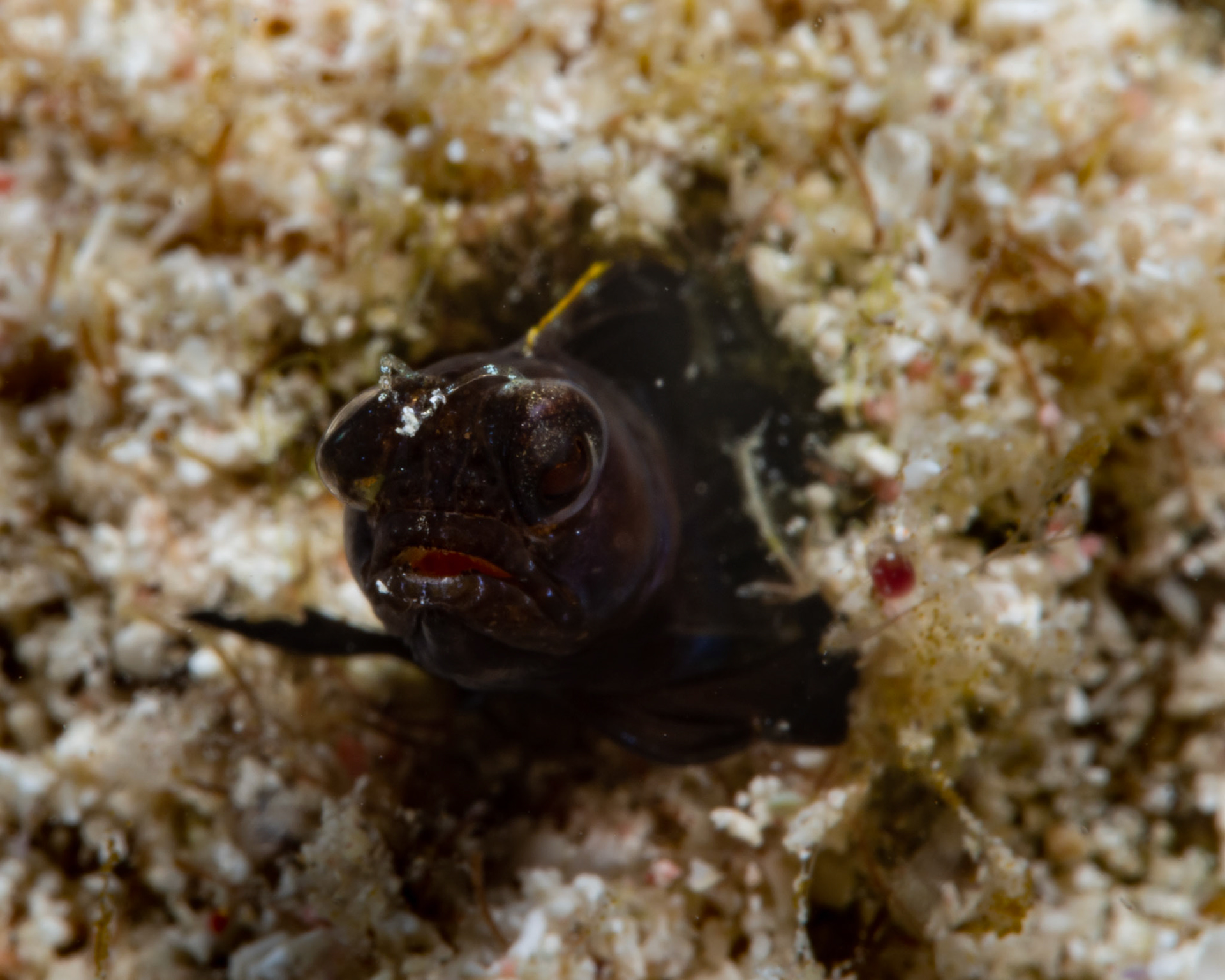 Sailfin Blenny