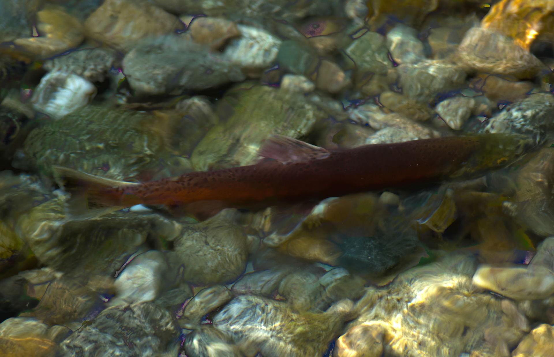 paintings drawings mixed media photography