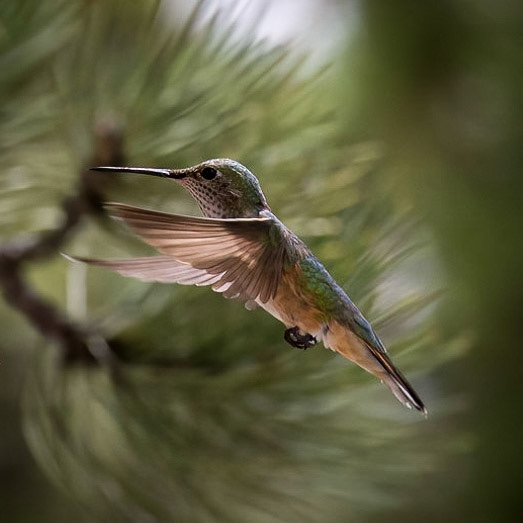 Hovering hummingbird