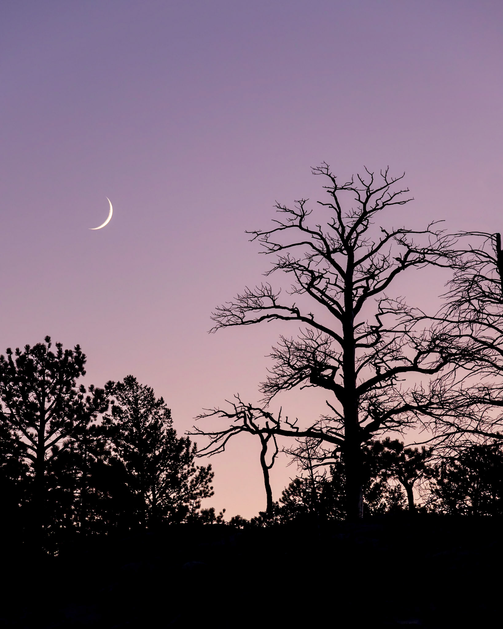 Crescent moonset over dead tree at twilight
