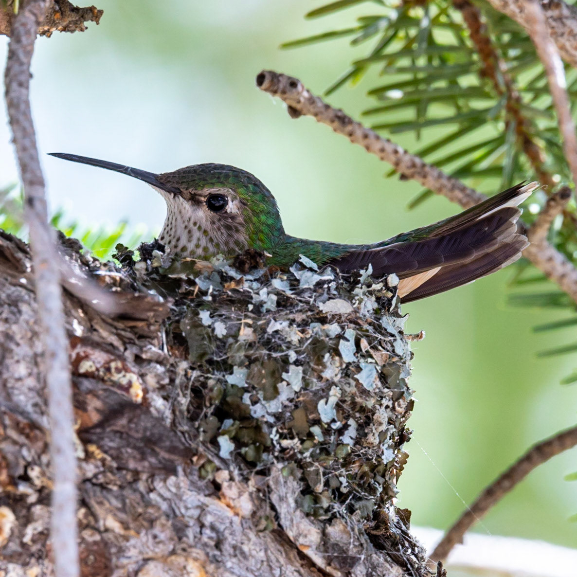 Mama hummingbird