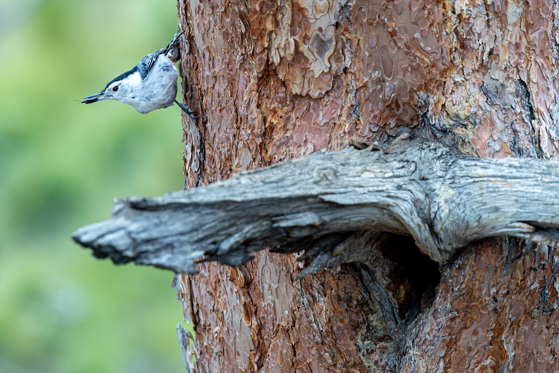 Nuthatch Dinner