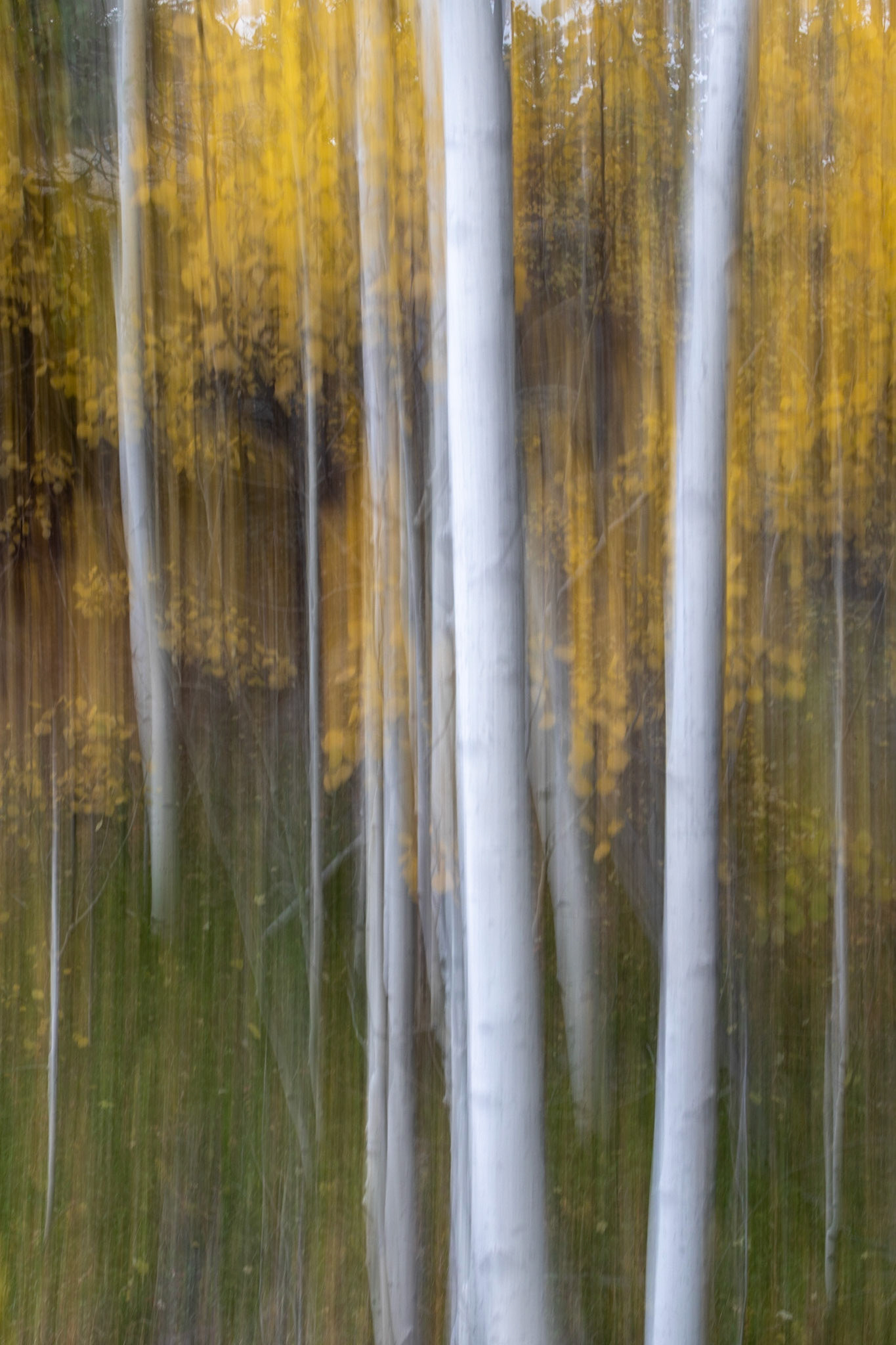 Fall Aspen ICM