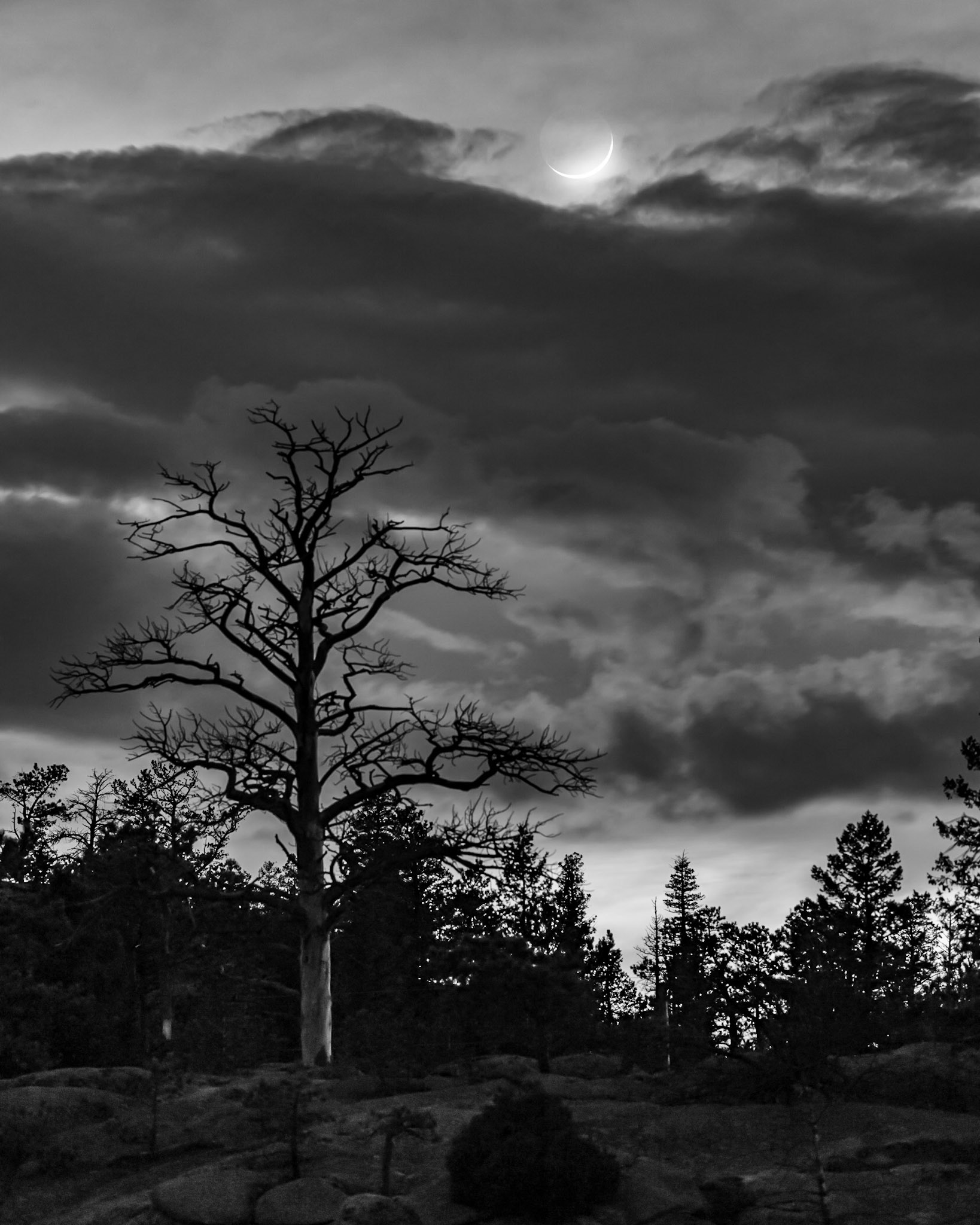 Black & White crescent moonset over dead tree