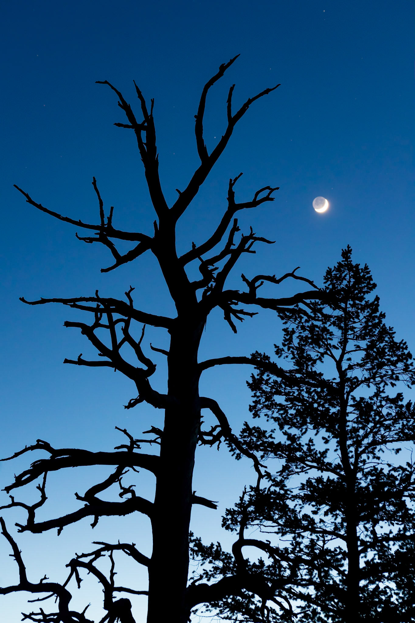 Crescent and silhouetted trees
