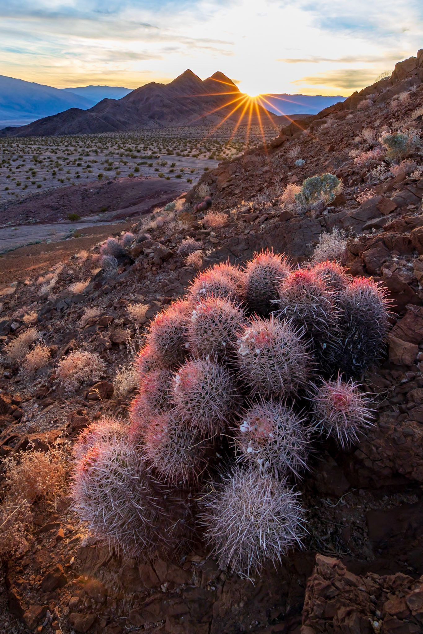 Spiky plant and spiky sun