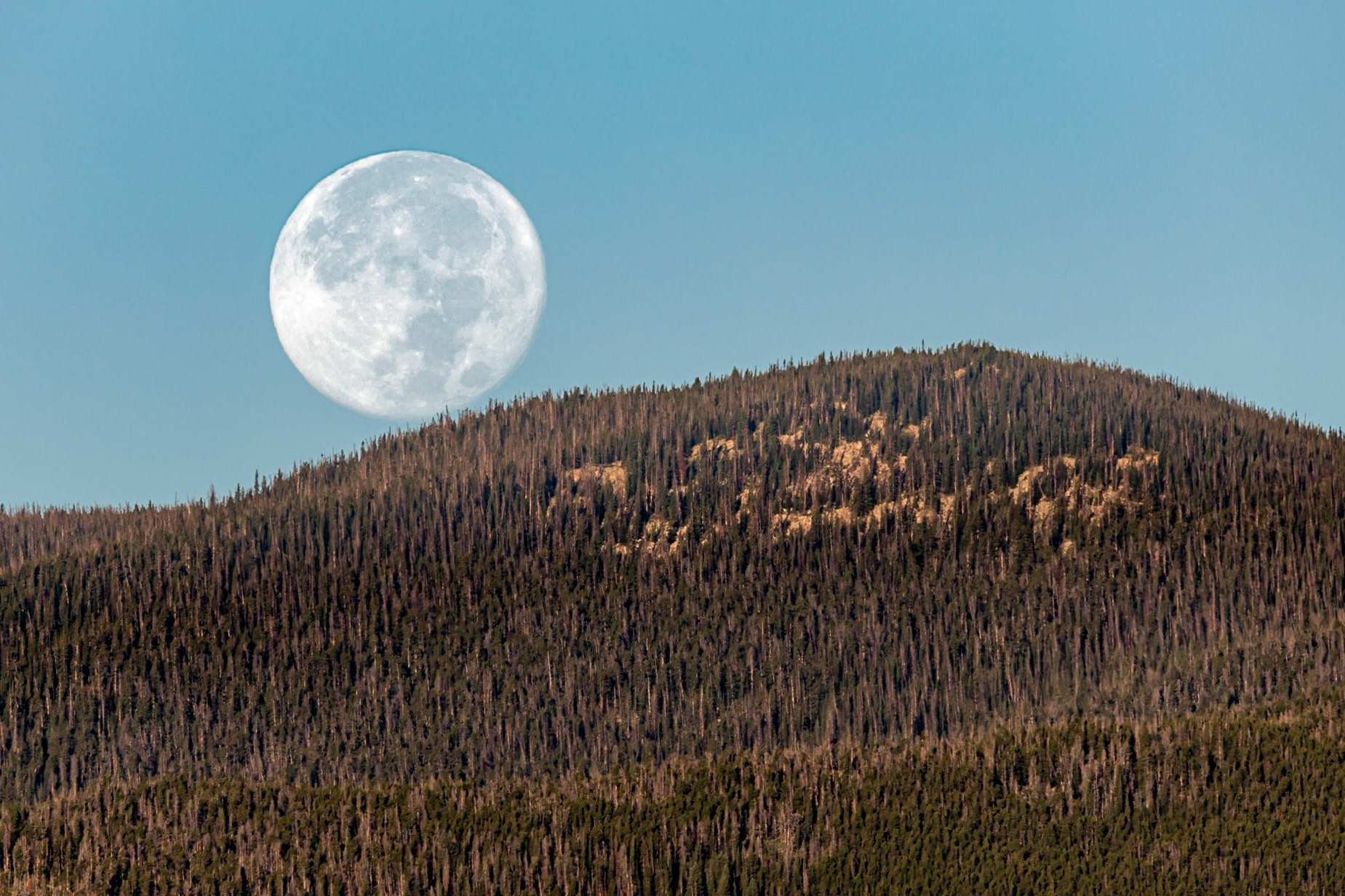 Full moon kissing the pines