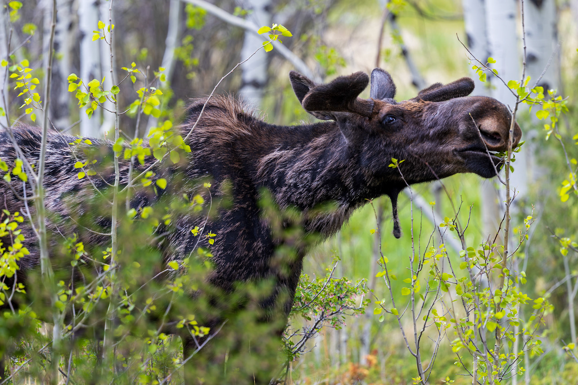 RFL Moose with early season antlers
