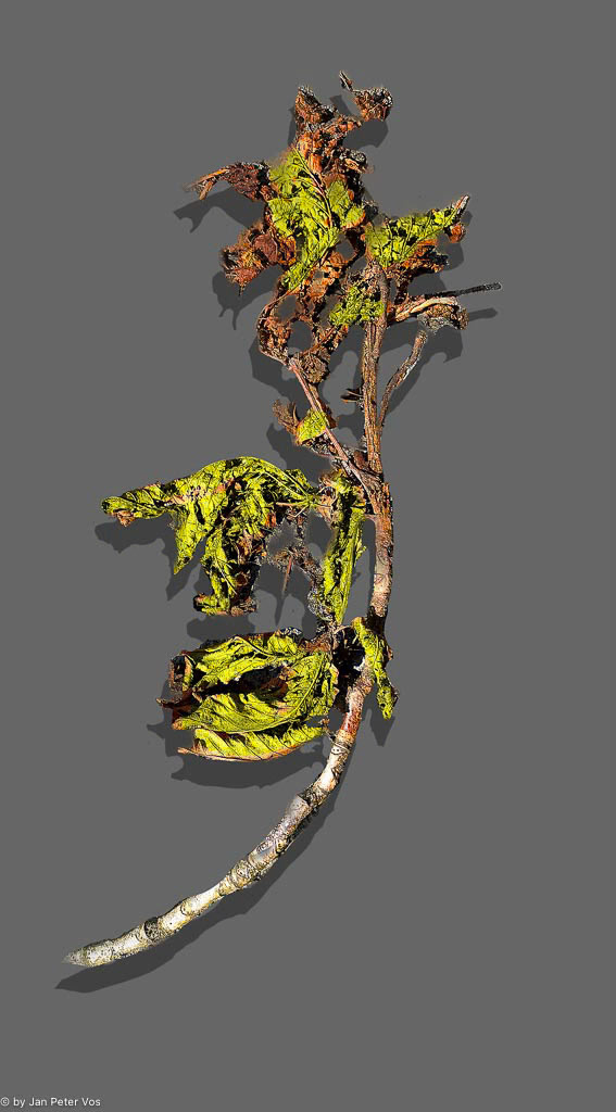 A Sculpture by Mother Nature 412006-105