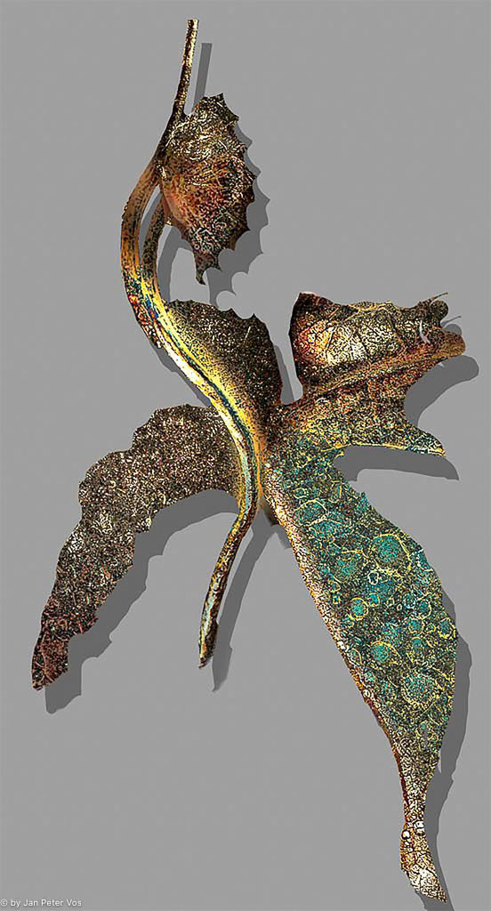 Lady Dragon, 403971-101