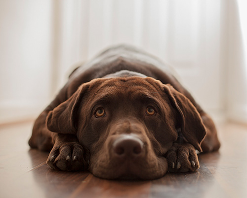 Zeppelin, Chocolate Labrador