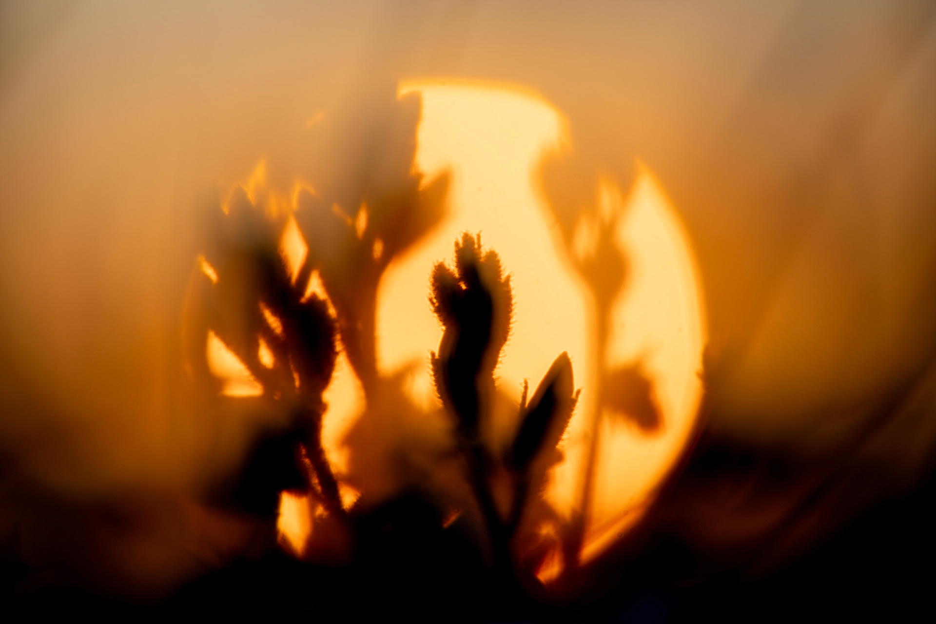 Goldener Schimmer