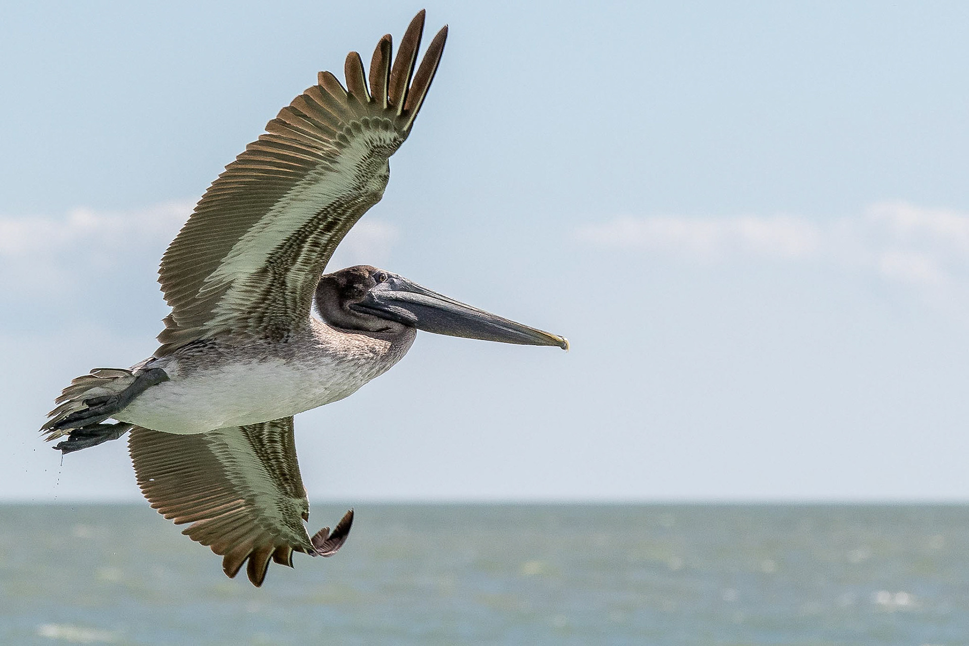 Pelican, Marco Island Fl