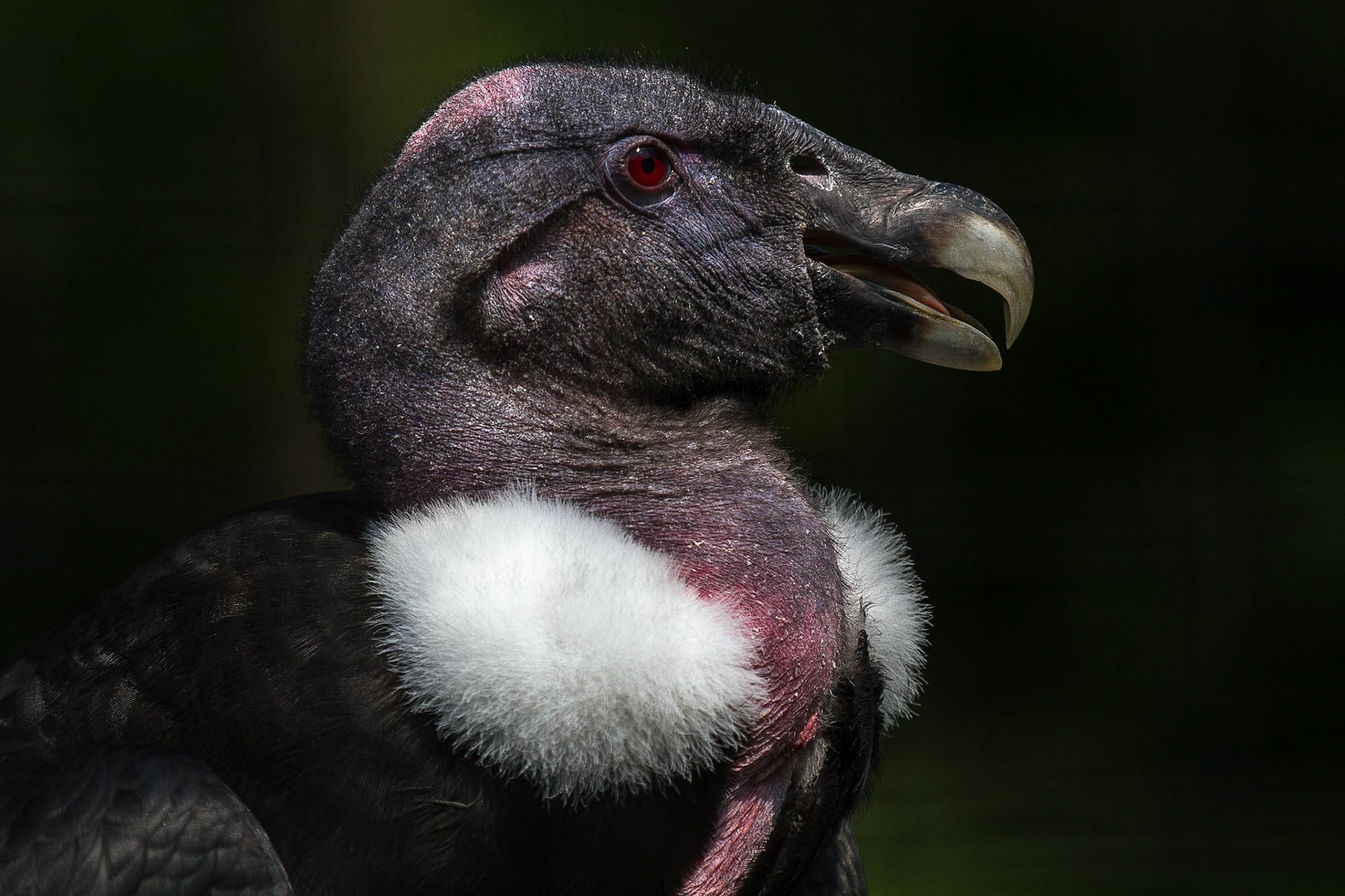 Andean Condor, Cleveland Zoo, Cleveland OH. Published in Photoshop User Magazine, January 2018.