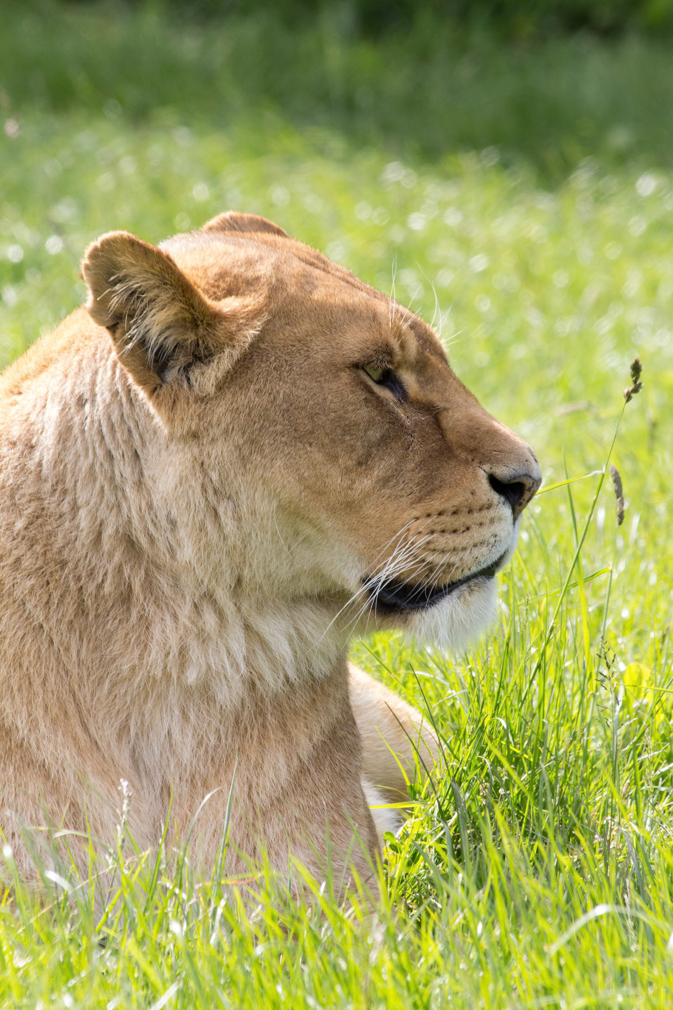 Woburn Safari Park,june 2013