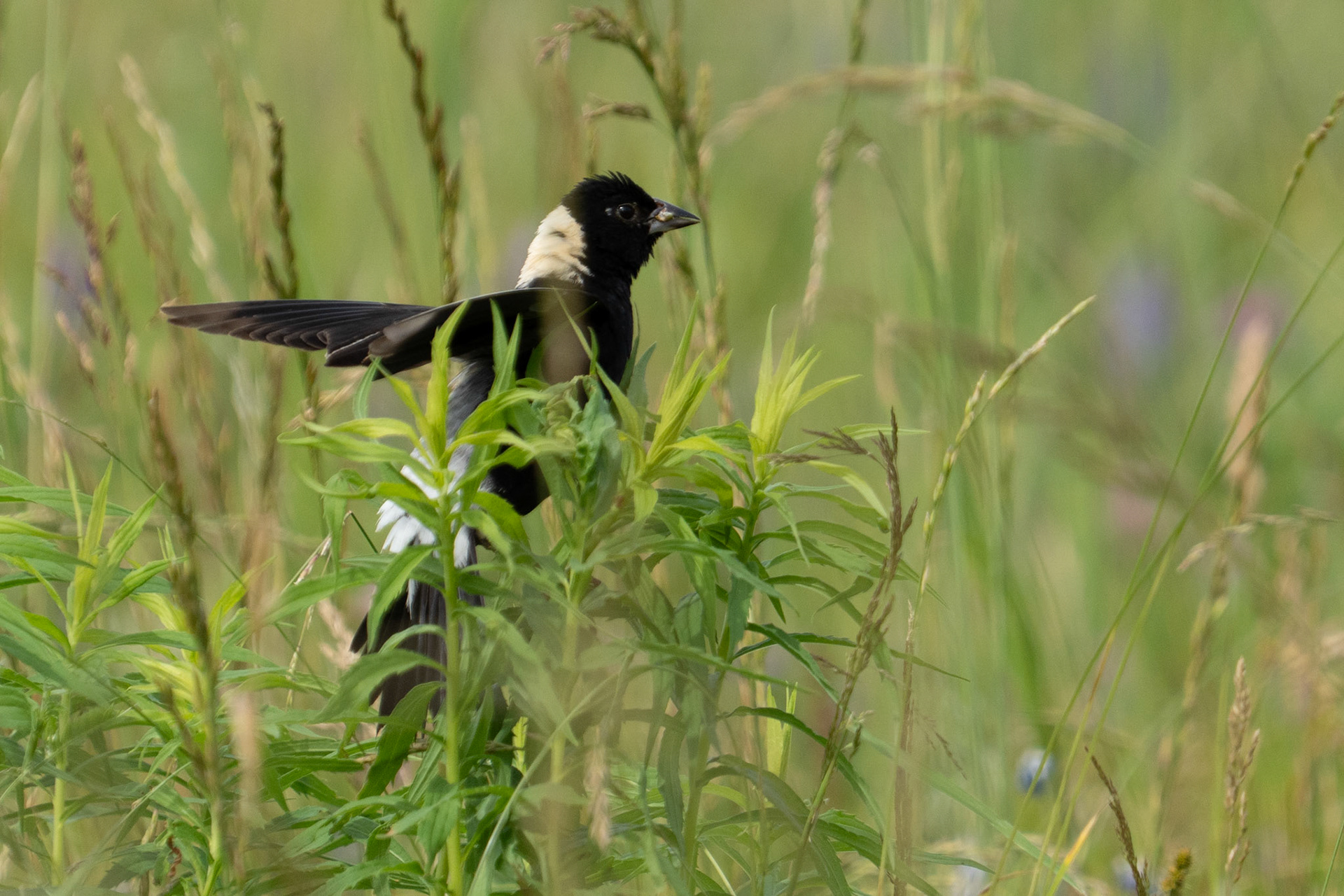 Bobolink Flits