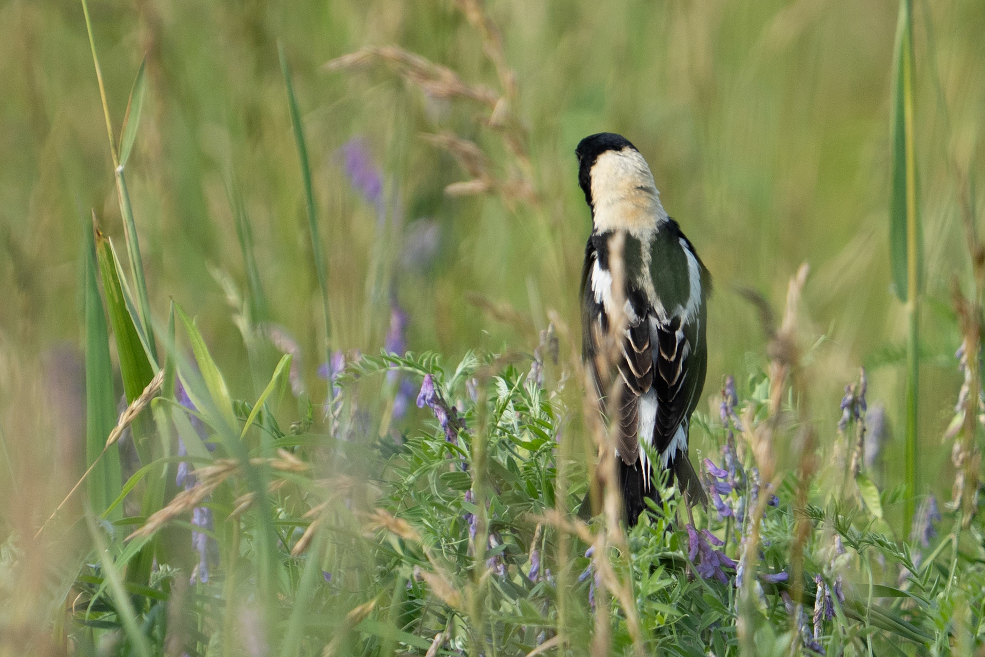 Bobolink Back