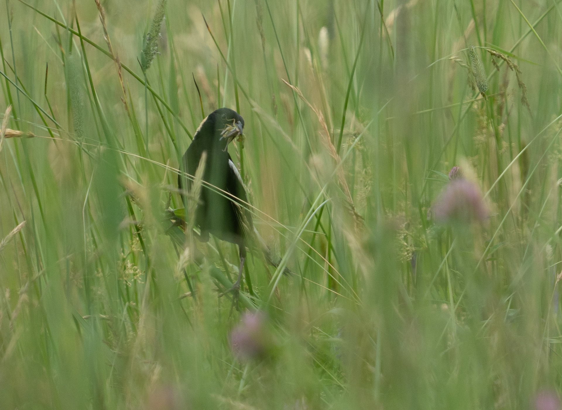 Bobolink with Fledgling Food (M)