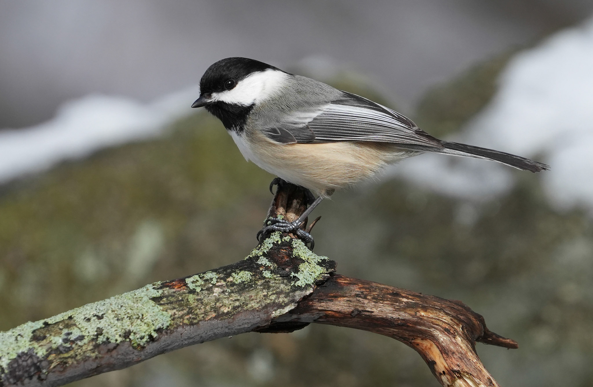 Black-capped Chickadee March 2023