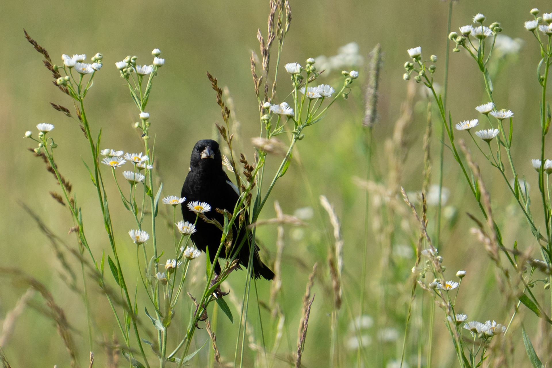Bobolink