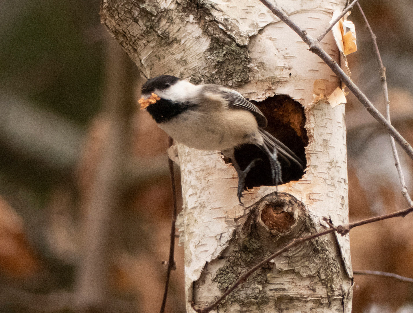 Chickadee Takes Off