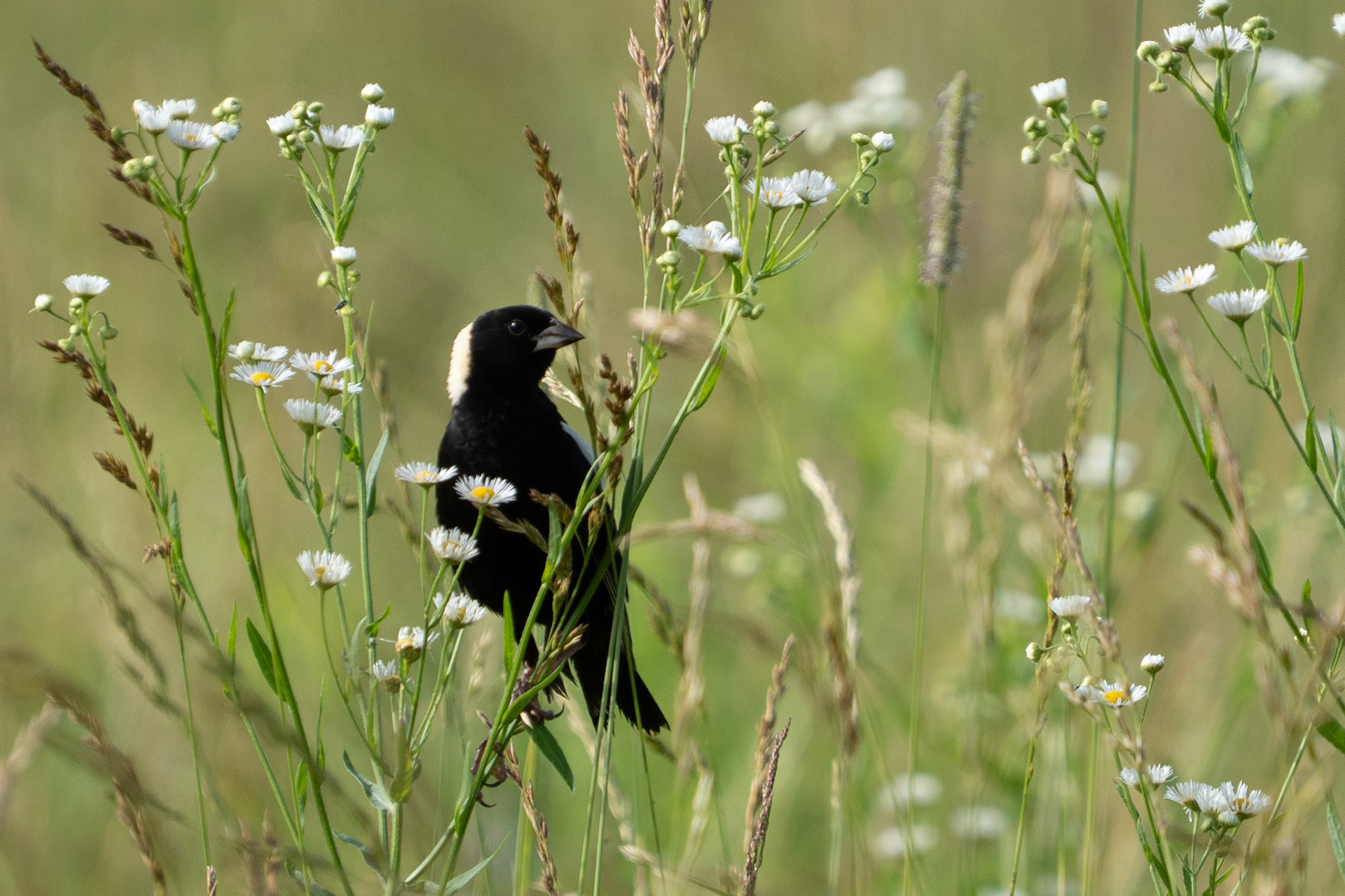 Bobolink