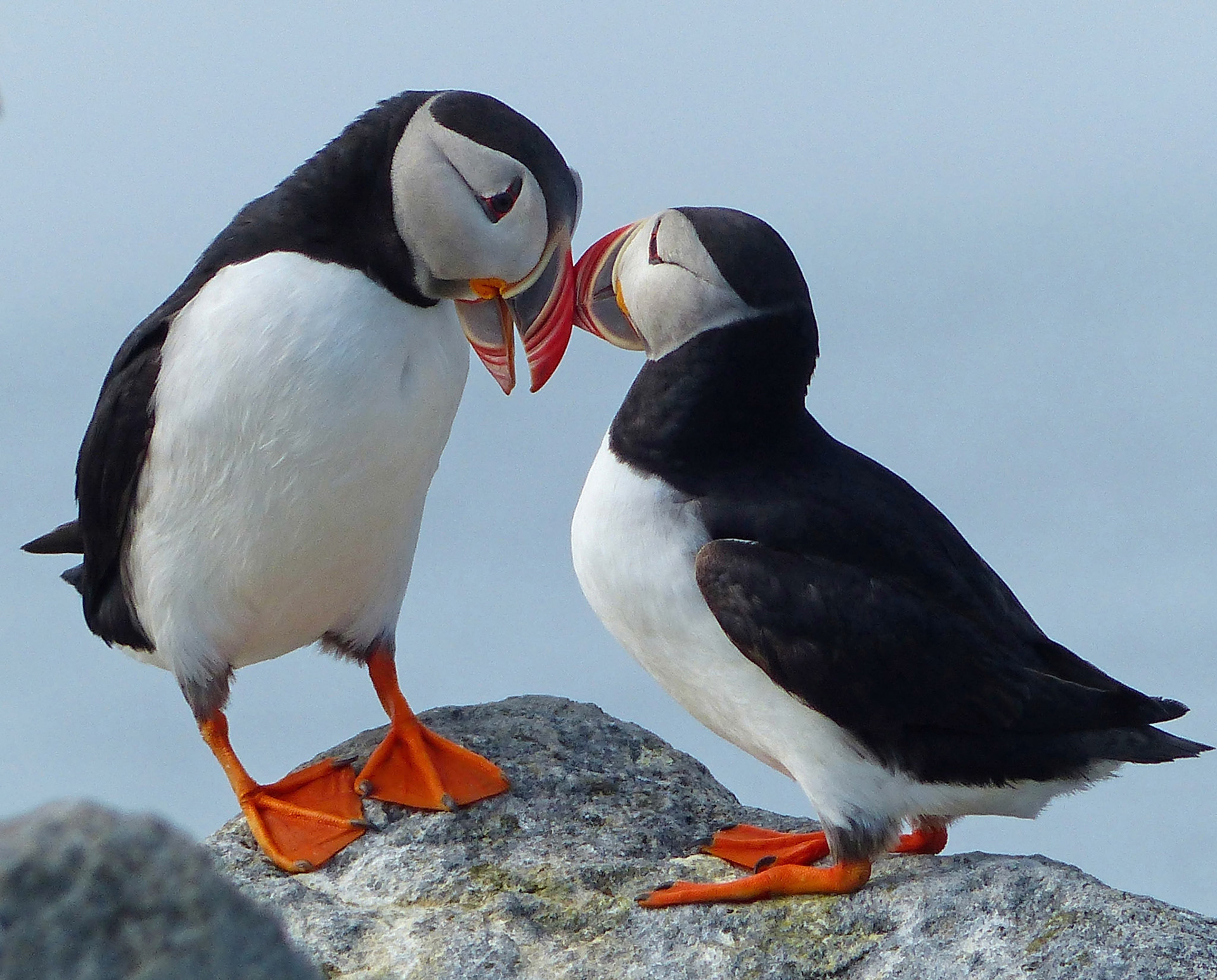 Moments in Nature Collection of Favorites