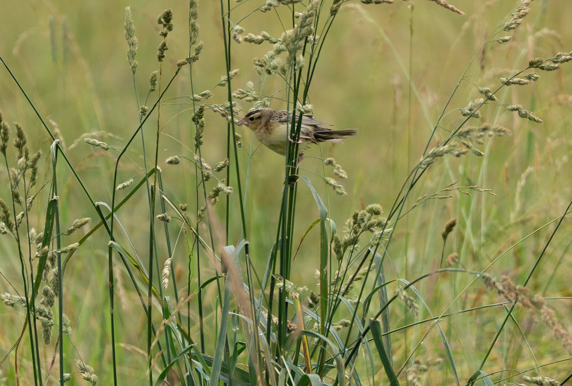 Bobolink Grabs Seed (F)