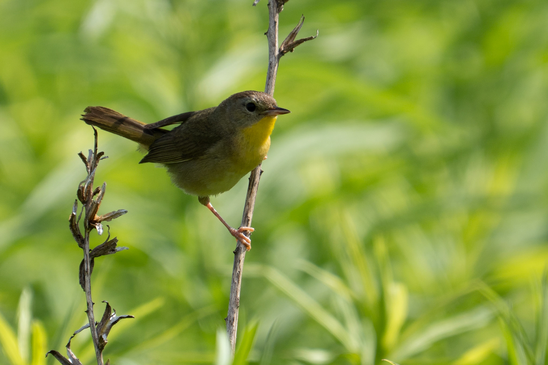 Common Yellow Throat fledgling