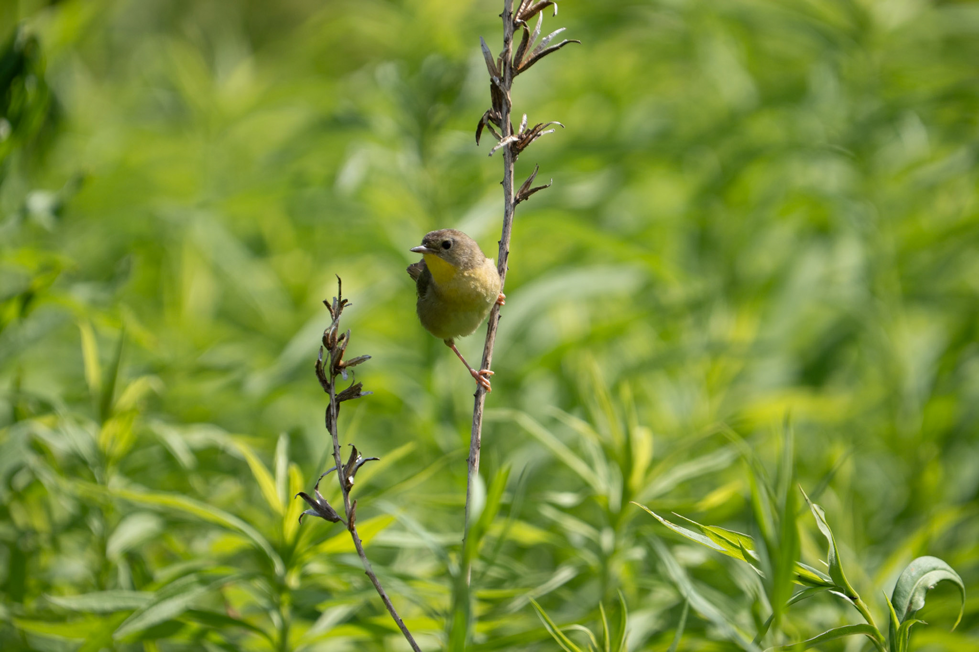 Common Yellow Throat fledgling