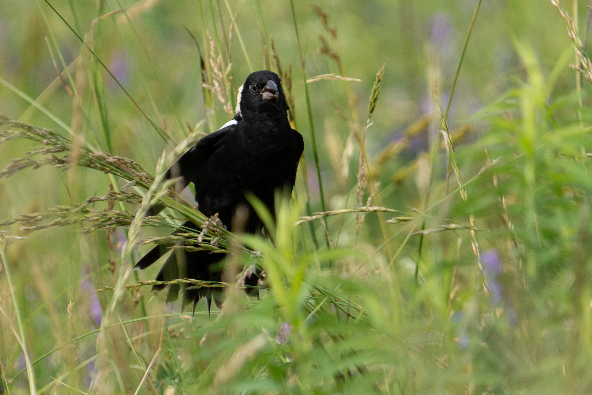 Bobolink Sings (https://www.allaboutbirds.org/guide/Bobolink/sounds)
