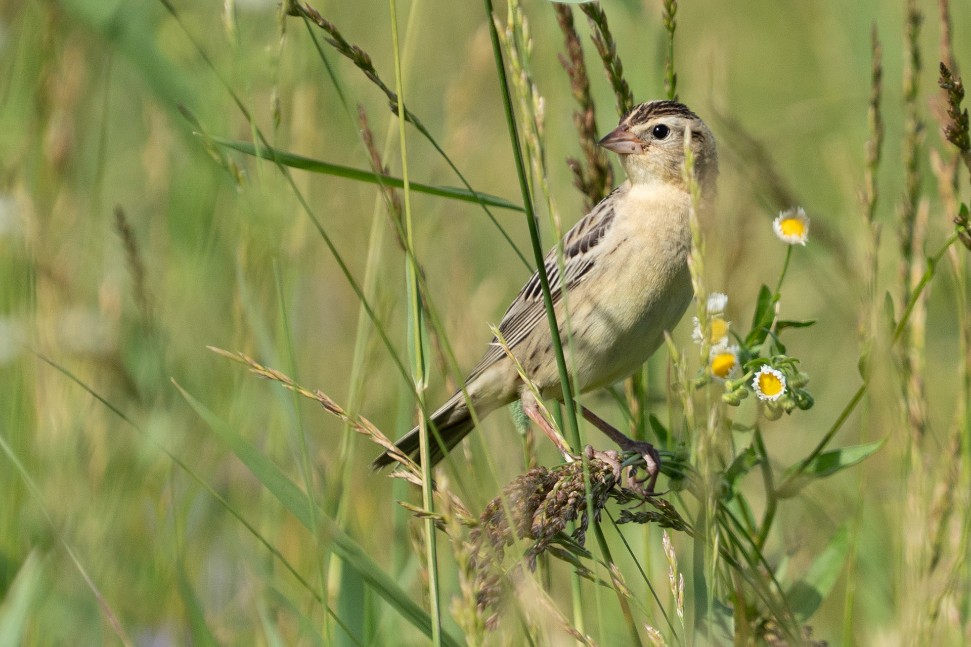 Bobolink Peaks