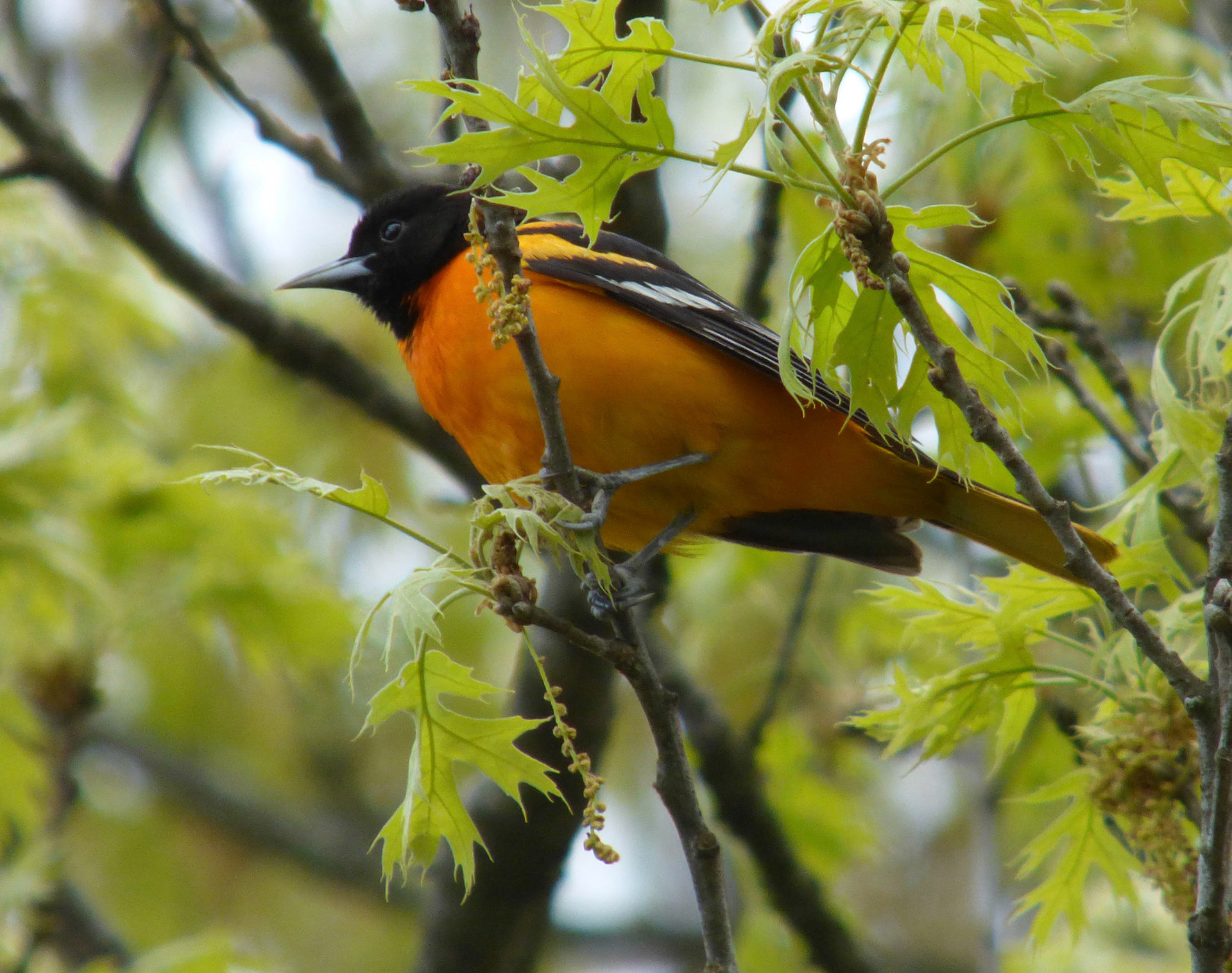 Moments in Nature Collection of Favorites