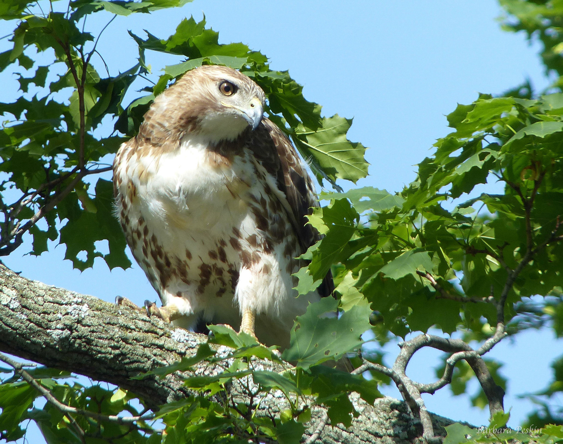 Hawk • Belmont, MA • A hawk visits a Belmont neighborhood.