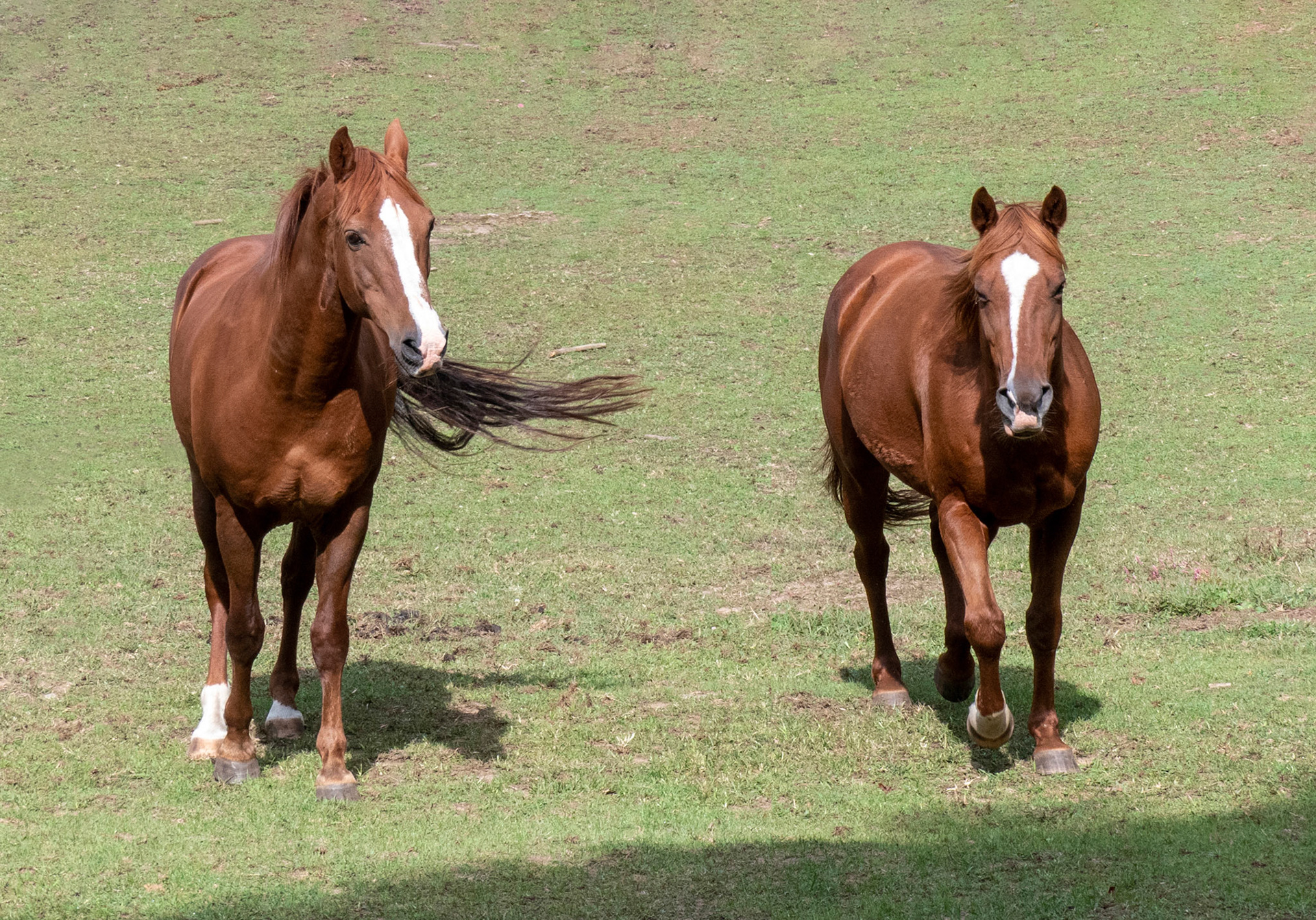 Zander and Ginger Friendship
