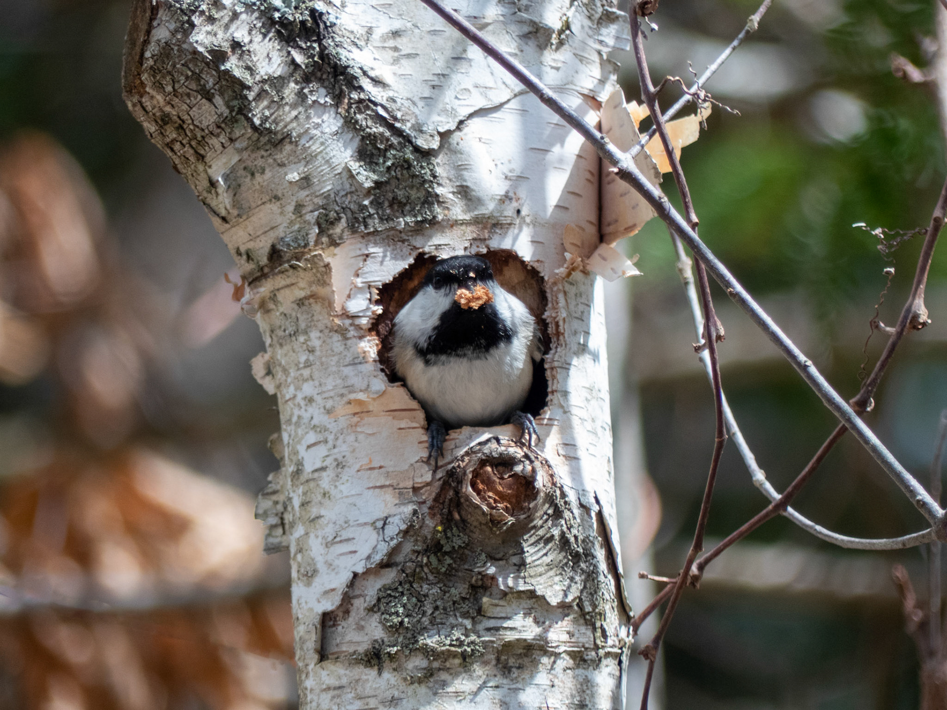 Chickadee Prepares Nest