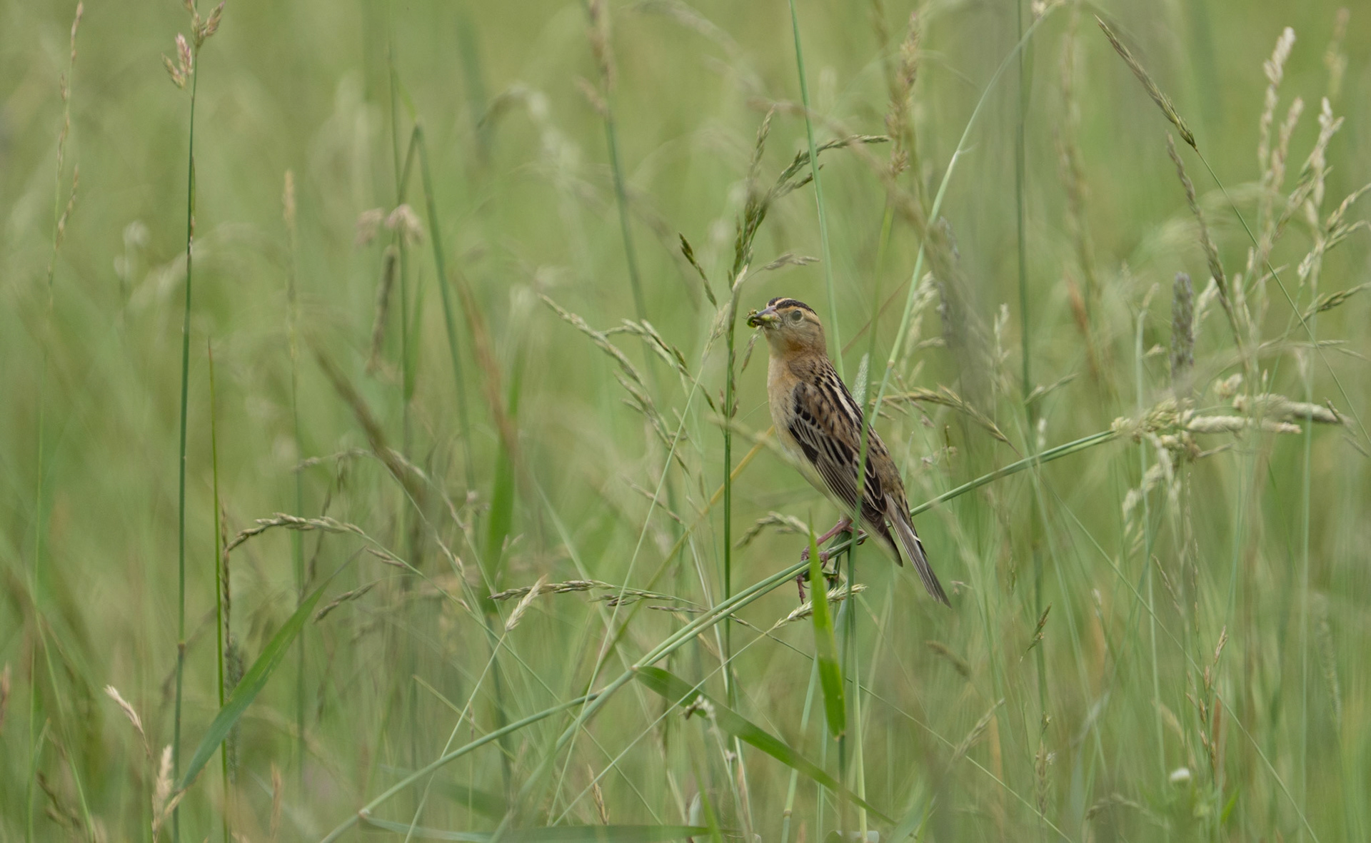 Bobolink with Food Longshot (F)