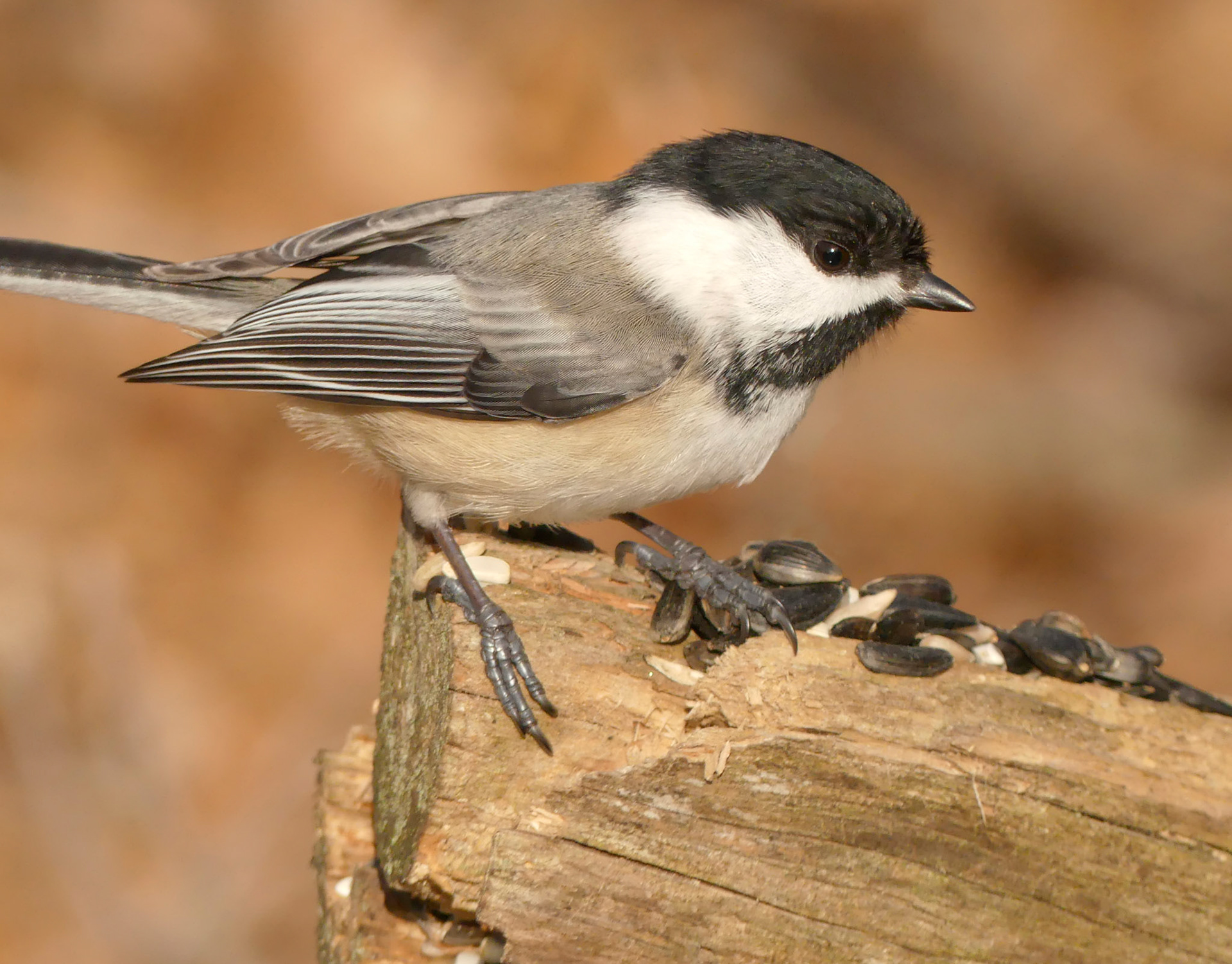 A friendly chickadee appreciates a winter treat. Ipswich River Wildlife Refuge, MA