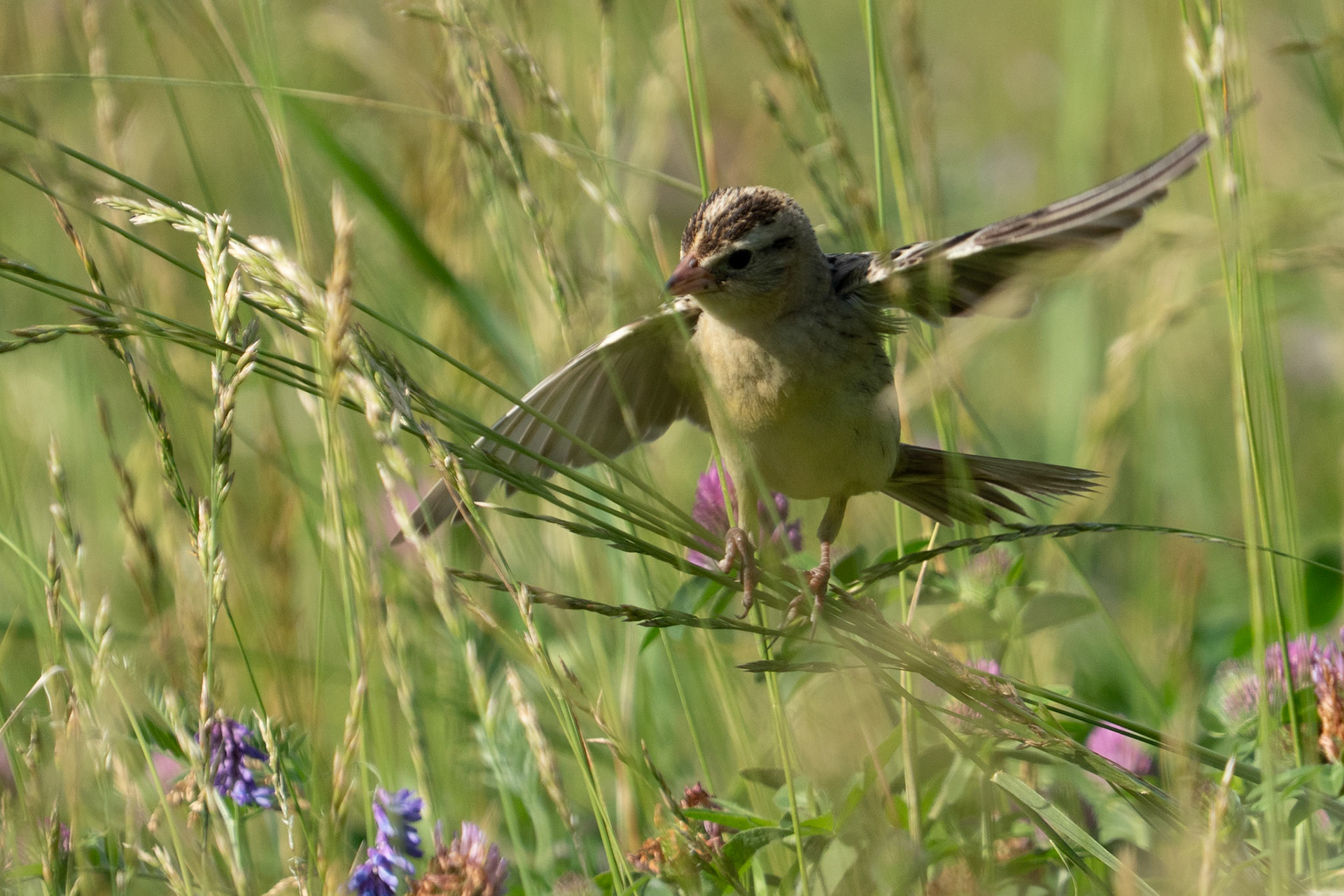 Bobolink Surfs (female) 
